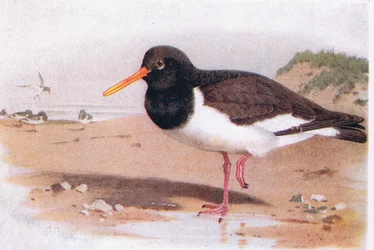 Apanhador de ostras, de aves das ilhas britânicas e seus ovos publicado por Frederick Warne & Co Ltd, 1958